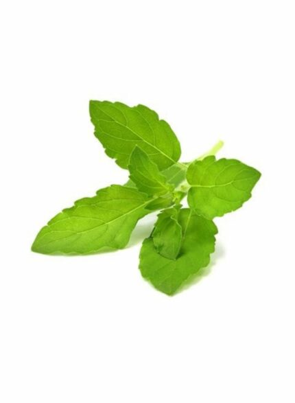 Basil - 100 g / pack