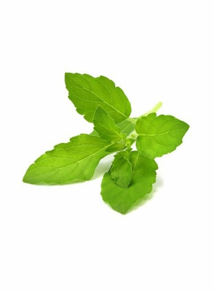 Basil - 100 g / pack