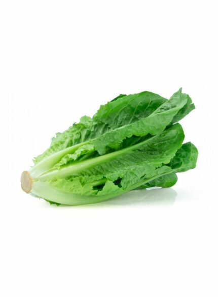 Lettuce Romaine - 1 Kg