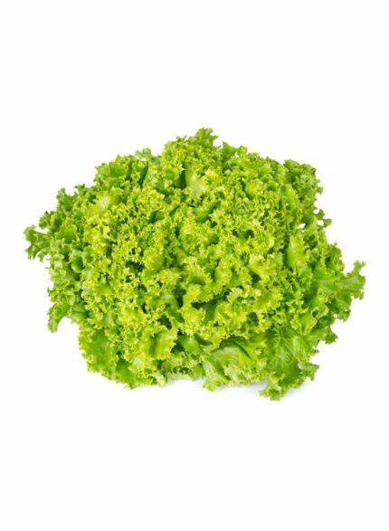 Lollo bindu lettuce holland - 1 Kg