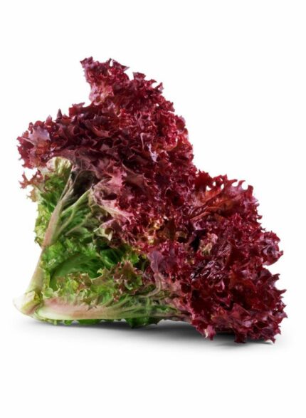 Lollo rosso Lettuce holland - 1 Kg
