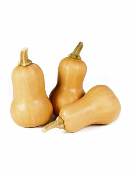 Pumpkin Butternut Small - 1 Kg