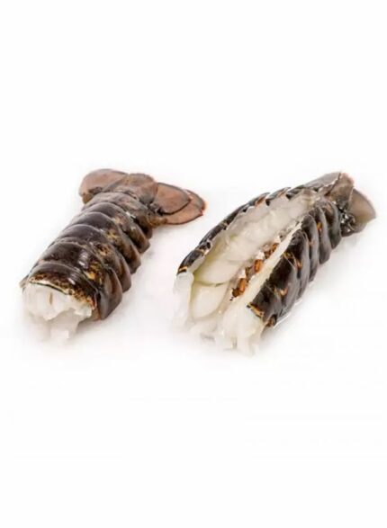شيخ الصيادين استاكوزا ديل 8/6 - 10 كجم