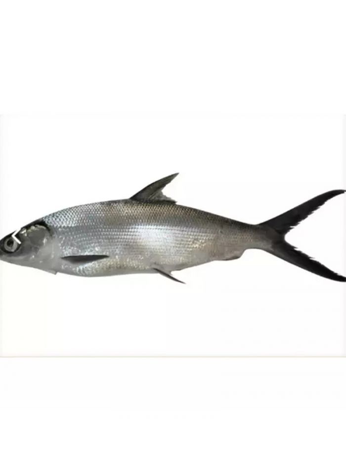 Sheikh Al-Sayyadeen Milkfish 500/800 - 10 Kg