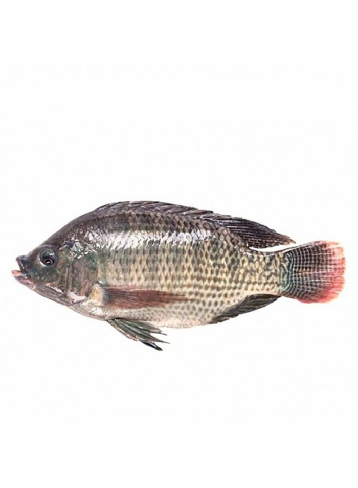 شيخ الصيادين بلطي منظف 300/200 - 10 كجم