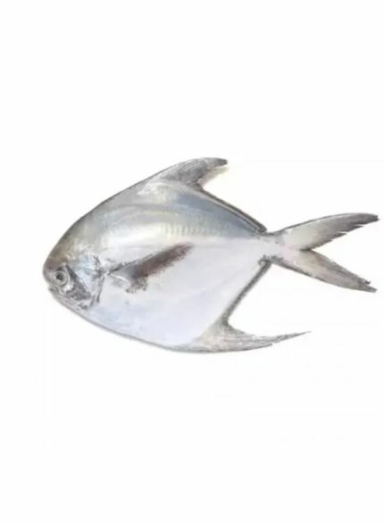 شيخ الصيادين زبيدي ابيض 400/300 - 10 كجم