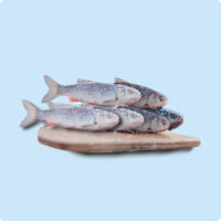 Frozen Fishs